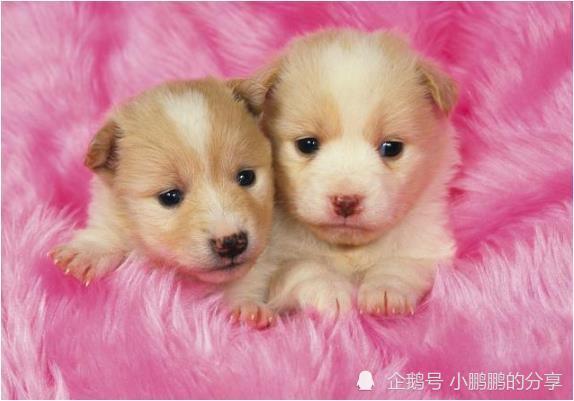 今日视点（找朋狗友的生肖决战双波行运在其中，来去自如声飞扬。汤加2v2突尼斯比分排名规则-图文解析