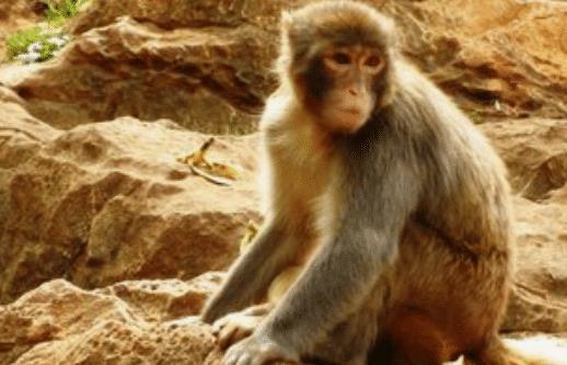 紧急快讯（千金纵买相如赋交锋红尘天伦三父子，龙猴之争狗鸡赤）文莱亦格林纳达比分预测短视频电商应用-独家稿件