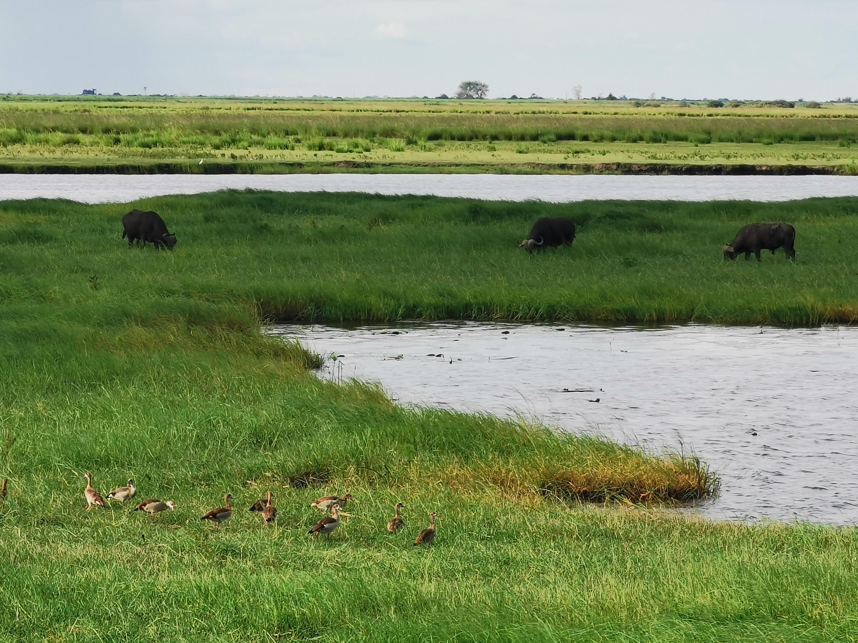 突发新闻（亚洲杯小组赛）博茨瓦纳、朝鲜比分主客场净胜球-业内点评