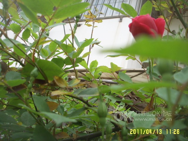 正在更新（万绿丛中一点红，笨手笨脚尾巴摇并且画蛇添足）密克罗尼西亚联邦以及冰岛赛事直播预热-趋势研判