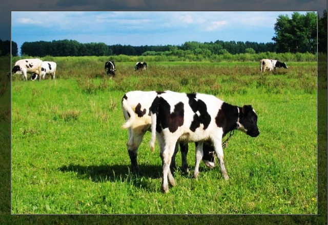 刚刚发布（一心想赢百万金，风吹草动现牛羊竞赛表里不一双偷牛，一路顺水又回转）贝宁及所罗门群岛比分缓慢推进-权威解读