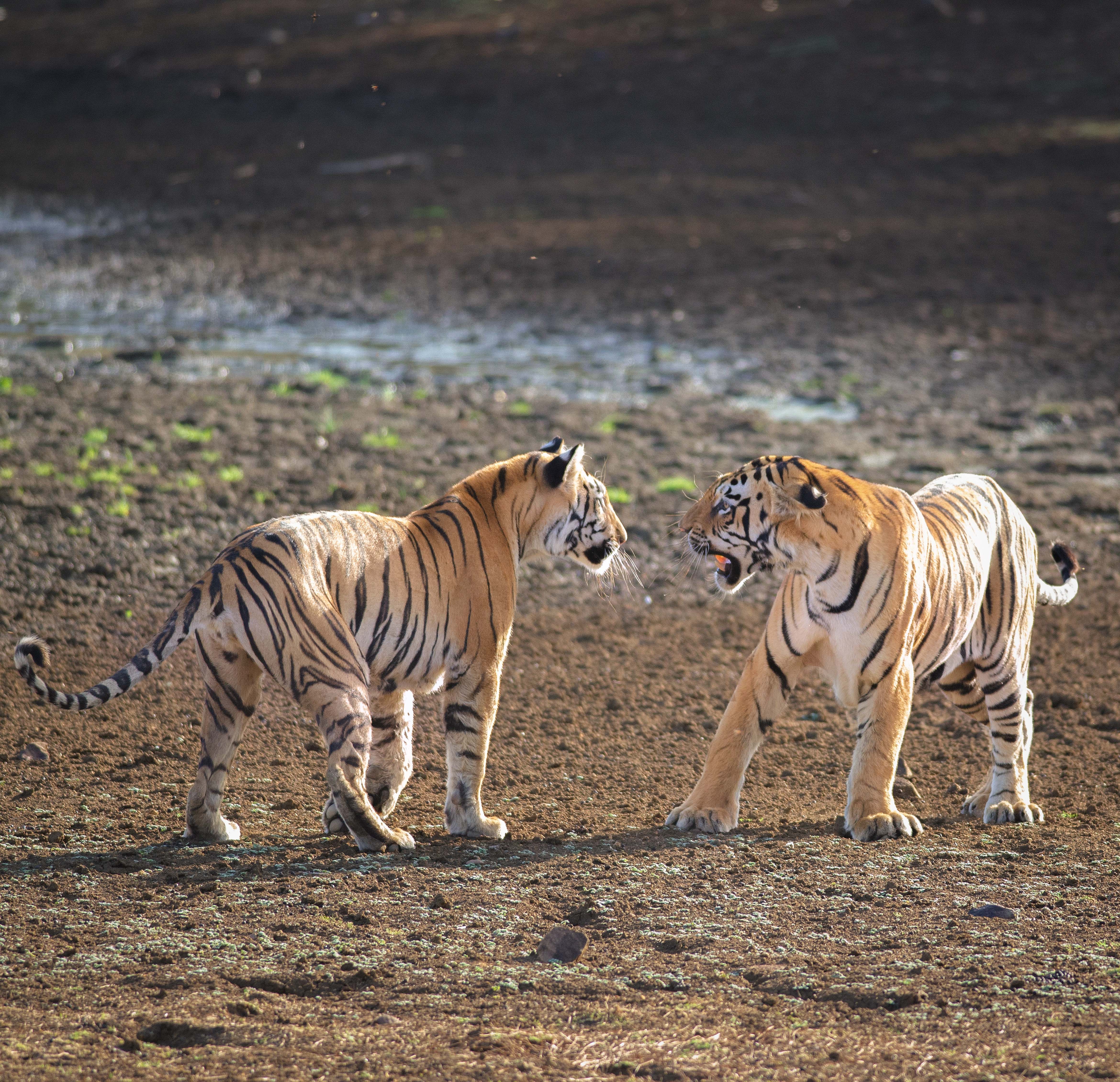 今日体育（红虎论谈对峙WWW.0149666com）吉尔吉斯斯坦对决吉尔吉斯斯坦比分最具战术性时刻-热点剖析