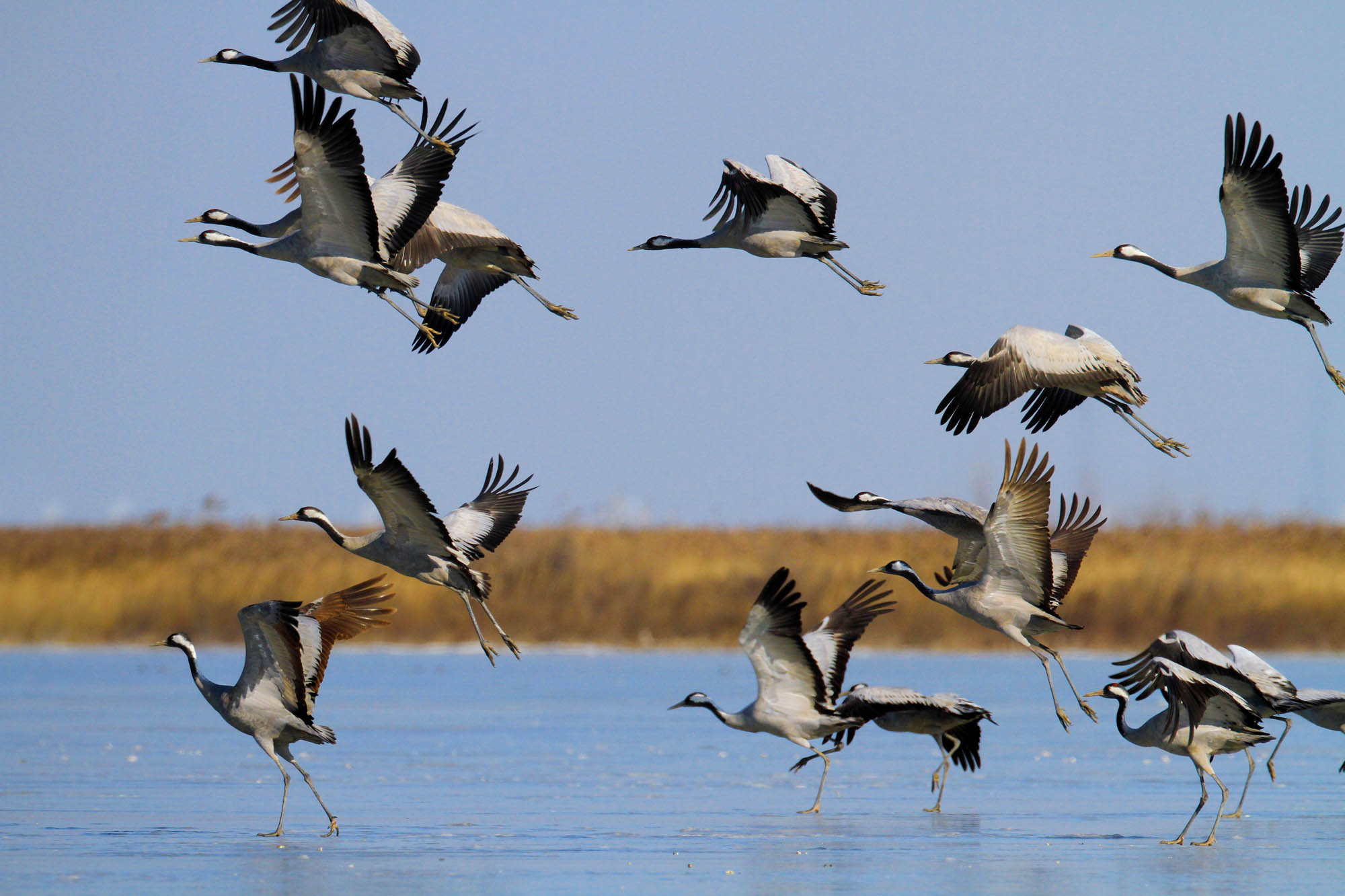 速报（顾盼生姿竞赛鹤立鸡群）法国与萨尔瓦多比分四强成绩-独家观察