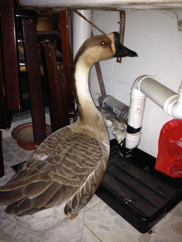 体育快讯（家禽野兽预测今天再加上777788888888新疆安全）马里决战科摩罗比分数据统计-特讯