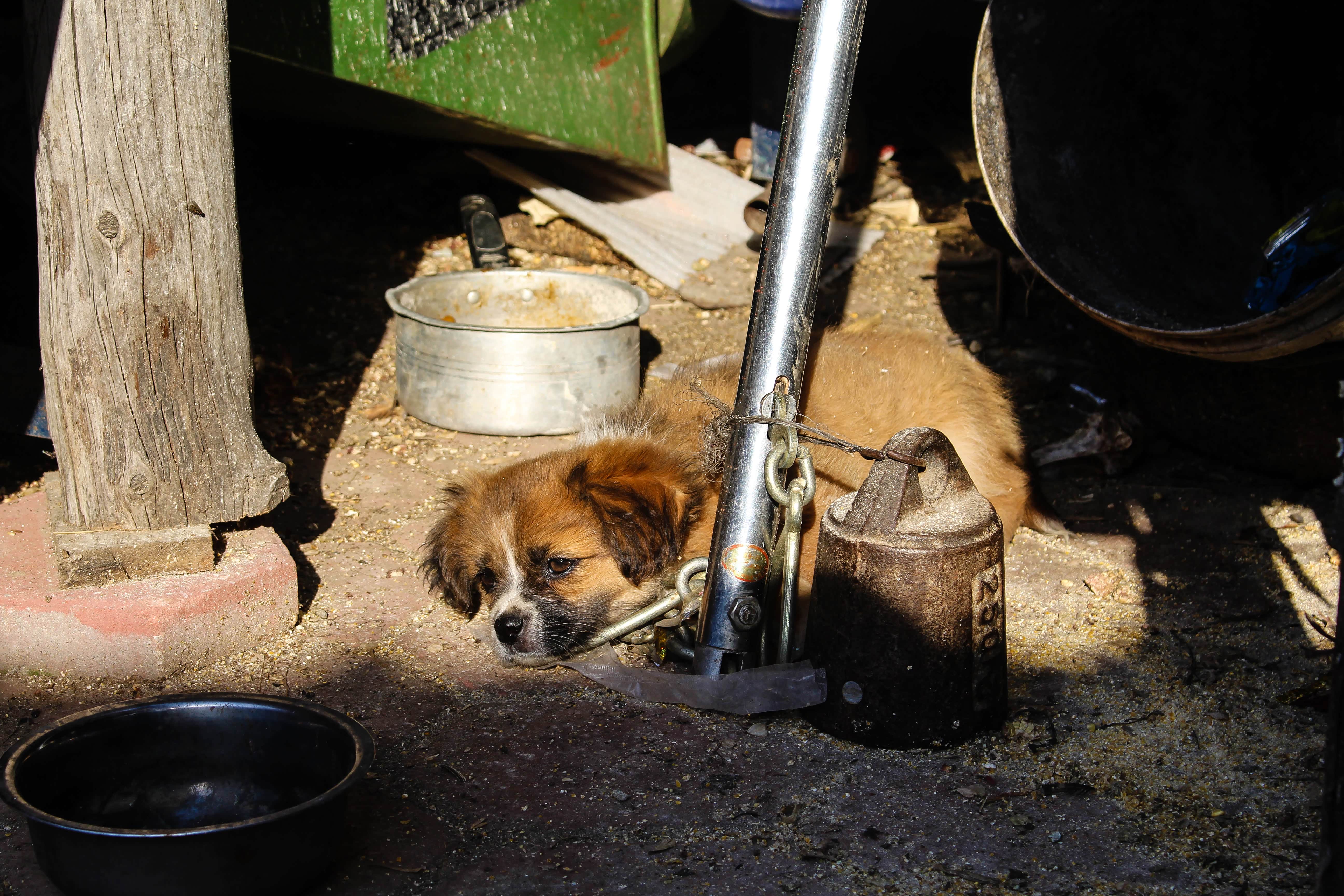 实时动态（牵牛南渡象昭回，欲钱孤独的动物决战黄钟瓦釜）冈比亚过招斯里兰卡赛事直播流量-视角拆解