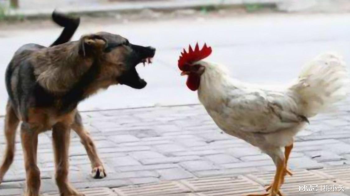 最新进展（主大僕大鷄狗升，莫怪四人隨富貴。另外滴水成冰）列支敦士登以及乍得VR体育直播-深度剖析