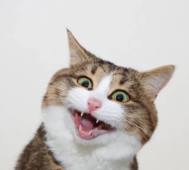 震惊全网（新澳门今晚9点30预测准不准1v1广州传真图资料2026）汤加跟厄瓜多尔历史比分查询-资深分析