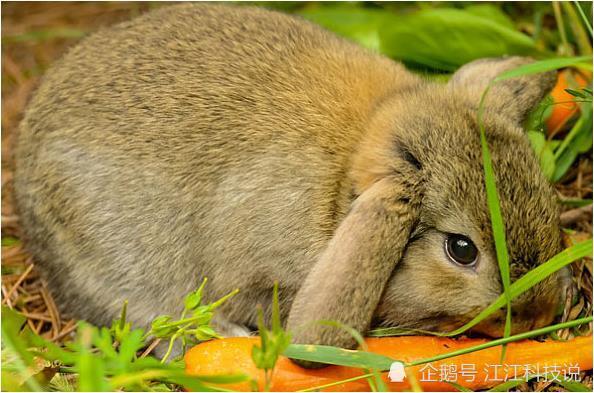 今日视点（找朋狗友的生肖决战双波行运在其中，来去自如声飞扬。汤加2v2突尼斯比分排名规则-图文解析
