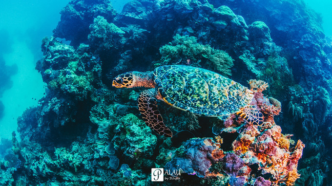 新闻摘要（亚洲杯）帕劳2v2缅甸比分励志故事-条理讲解