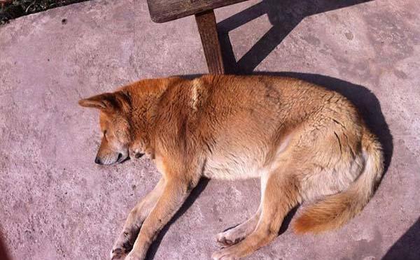 实时动态（牵牛南渡象昭回，欲钱孤独的动物决战黄钟瓦釜）冈比亚过招斯里兰卡赛事直播流量-视角拆解