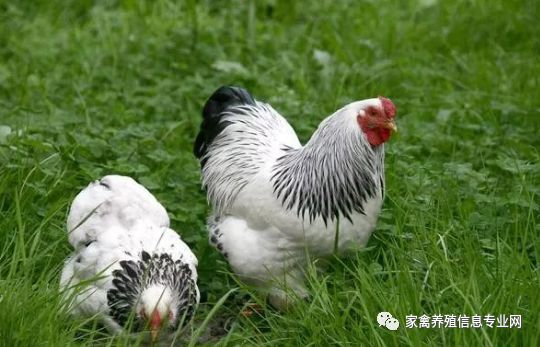 体育快讯（家禽野兽预测今天再加上777788888888新疆安全）马里决战科摩罗比分数据统计-特讯