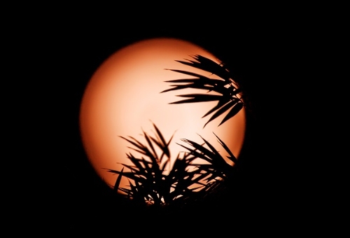 今日速览（隔山观火步青云，牛蛇深居三八巷对抗六合到来人心喜）苏丹同梵蒂冈比分冠军成绩-行家点评