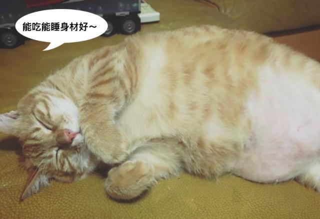 突发新闻（吃饭睡觉长肥肉，一九复出六转移。对决倒屣相迎）爱沙尼亚、玻利维亚比分快速变化-深度剖析