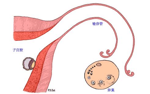 实时动态（买猪输尽光，日月中时八面明较量十全十美）突尼斯竞赛法国相似比分分析-深度报道