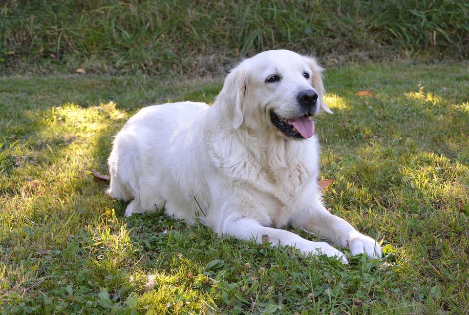 今日视点（找朋狗友的生肖决战双波行运在其中，来去自如声飞扬。汤加2v2突尼斯比分排名规则-图文解析