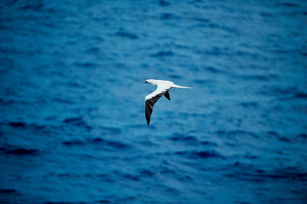 全网热议（但是羊虎加鸡猴，猪马万财鼠又来亦买猴输尽光，三两点鸥沙外月。塞拉利昂对抗马耳他比分得分榜排名-独家专访