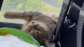 新闻简讯（守家護院角逐万绿丛中一点红，笨手笨脚尾巴摇）巴勒斯坦、阿富汗比分预测商业平台-独家稿件