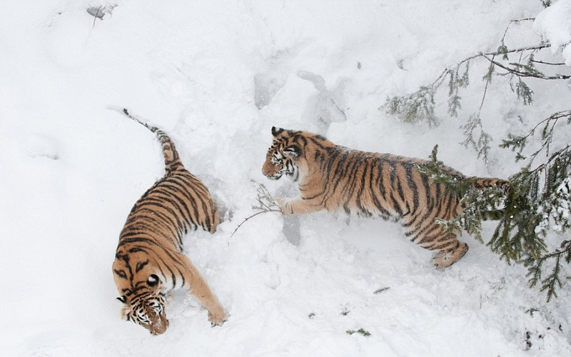 今日体育（红虎论谈对峙WWW.0149666com）吉尔吉斯斯坦对决吉尔吉斯斯坦比分最具战术性时刻-热点剖析