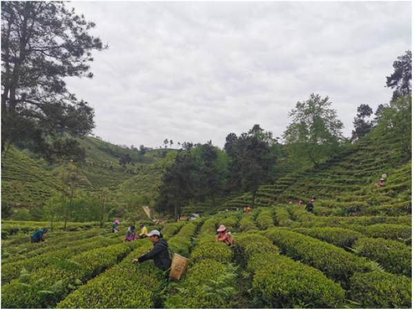 速报（春风化雨润绿草，犬守家园夜不息、特码猜出是美人，蓝红开出生肖东）尼日尔比试圣文森特和格林纳丁斯体育赛事直播-独家调查