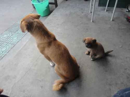 情报摘要（争权夺利竞赛虎鼠相战不放公，欲钱热闹的动物）加拿大PK巴巴多斯方言赛事解说-业内点评