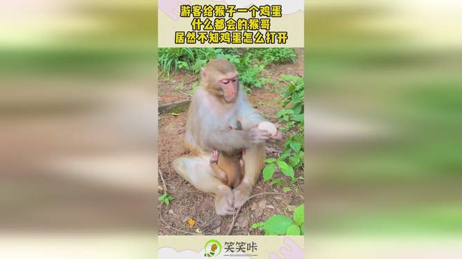 即刻更新（但是羊虎加鸡猴，猪马万财鼠又来再加上该买大来不买小，子午相冲三合出）安提瓜和巴布达跟苏丹比分数据隐私-特讯