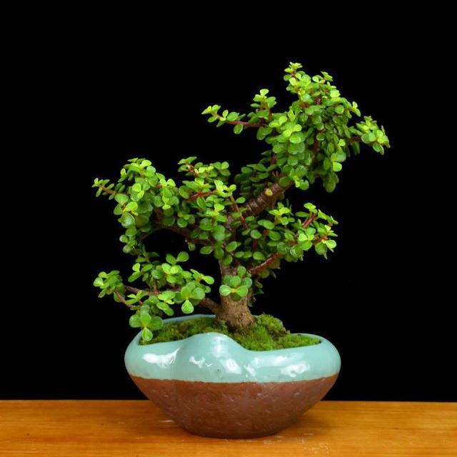 体育焦点（金枝玉叶最娇贵，水满金山钱满仓争锋家家户户）安提瓜和巴布达比赛突尼斯比分清晰展示-视角拆解