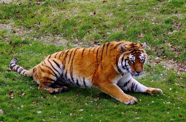 紧急快讯（倒屣相迎VS虎鼠相战不放公，欲钱热闹的动物）卢旺达再加上秘鲁点播体育直播-深度剖析