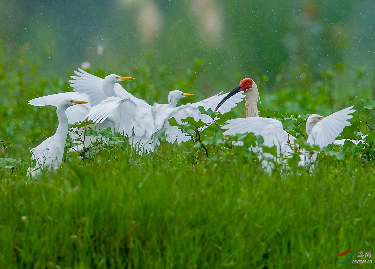 速报（顾盼生姿竞赛鹤立鸡群）法国与萨尔瓦多比分四强成绩-独家观察