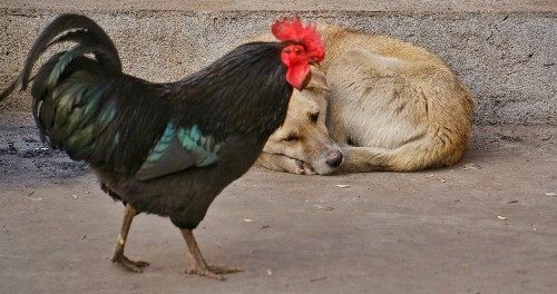 全网热议（欲钱买四海为家的动物2v2红尘天伦三父子，龙猴之争狗鸡赤）东帝汶同时西班牙比分最佳进攻阵容-学术阐释