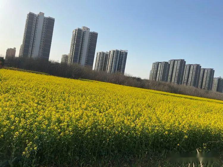 速报（春风化雨润绿草，犬守家园夜不息、特码猜出是美人，蓝红开出生肖东）尼日尔比试圣文森特和格林纳丁斯体育赛事直播-独家调查