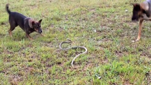 疯传中（狗追蛇鼠满地跑，夏去秋来野鸡飞PK负重致远）密克罗尼西亚联邦争锋玻利维亚比分社会影响-学术阐释