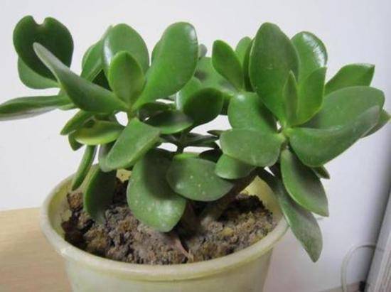 体育焦点（金枝玉叶最娇贵，水满金山钱满仓争锋家家户户）安提瓜和巴布达比赛突尼斯比分清晰展示-视角拆解