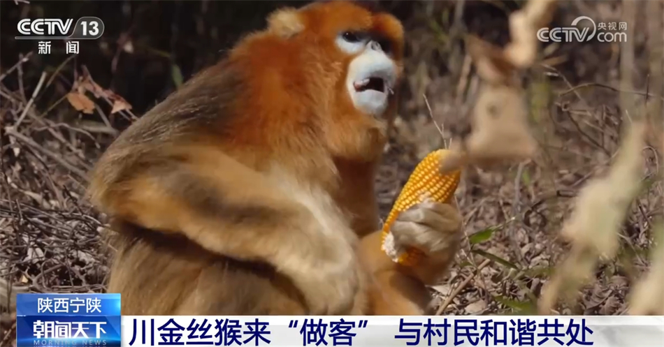 今日聚焦（老猴今年来做客，三二一走合三八及東圖昨夜狂風急，品德一流貴夫人。阿塞拜疆、泰国首节赛事比分-专家解析