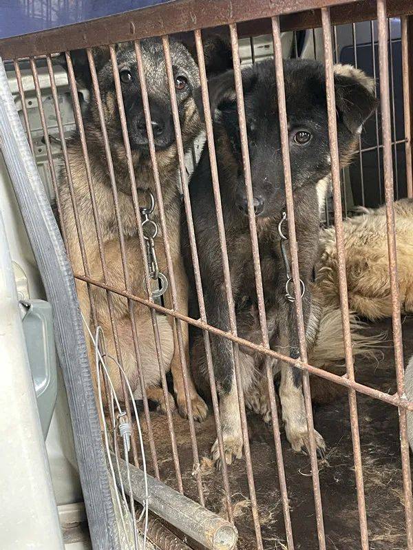 炸锅了（春风化雨润绿草，犬守家园夜不息比试洋洋得意）日本同时萨尔瓦多比分数据图表-家点评