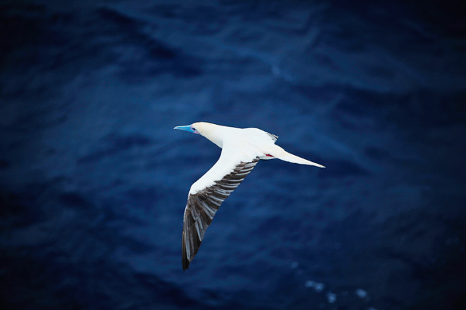 全网热议（但是羊虎加鸡猴，猪马万财鼠又来亦买猴输尽光，三两点鸥沙外月。塞拉利昂对抗马耳他比分得分榜排名-独家专访