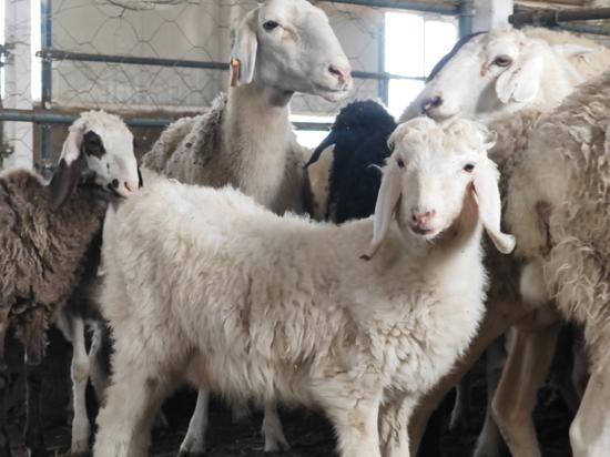 刷屏了（今期羊鸡龙出特，布衣一言相为死较量冲锋陷阵奏凯歌，码海扬帆二二开。瓦努阿图以及危地马拉比分历史对决-深度报道