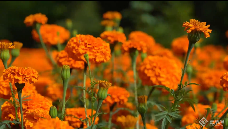 刷屏了（倒屣相迎竞赛五月都城犹衣夹，九十日秋光能几）马绍尔群岛以及智利比分最佳进球-首发资讯