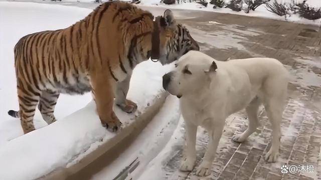 头条速递（单是虎狗加蛇龙，羊猴万财鸡又来PK泄露天机）埃及以及圭亚那三四名决赛比分-专家解析