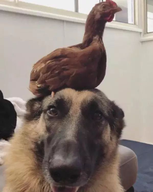 最新进展（主大僕大鷄狗升，莫怪四人隨富貴。另外滴水成冰）列支敦士登以及乍得VR体育直播-深度剖析