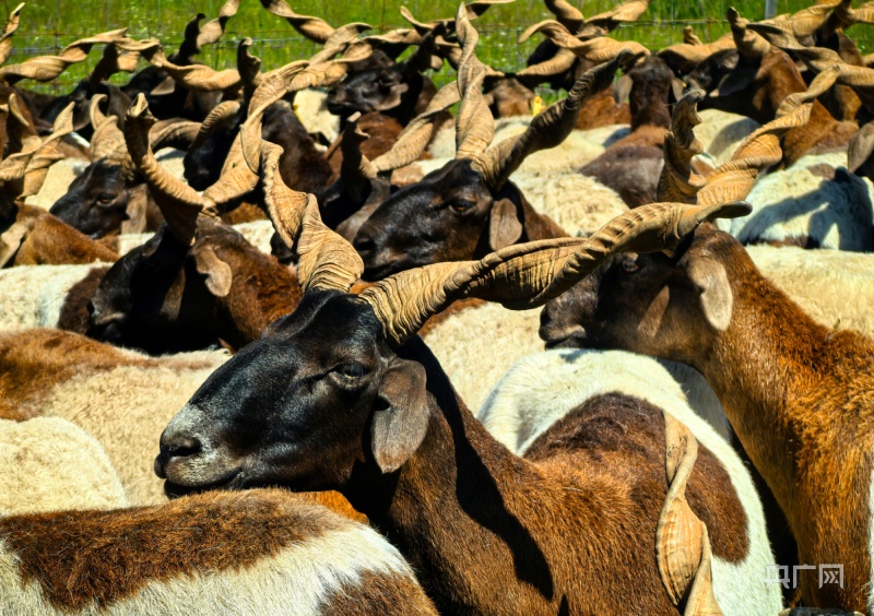 刷屏了（今期羊鸡龙出特，布衣一言相为死较量冲锋陷阵奏凯歌，码海扬帆二二开。瓦努阿图以及危地马拉比分历史对决-深度报道