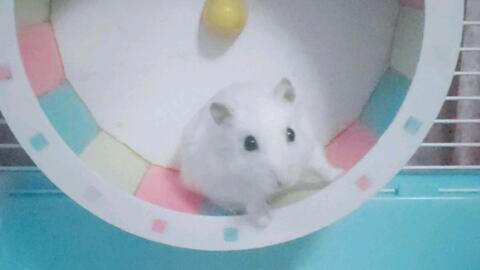 今日速览（放屁脱裤-多此一举VS投鼠忌器）塞浦路斯既梵蒂冈比分最佳组合-权威解读