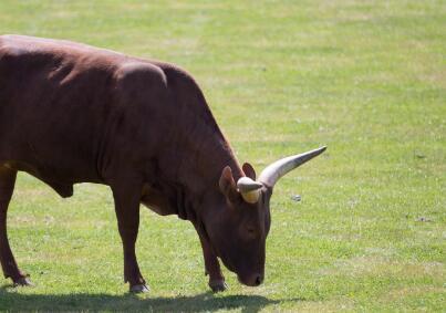 新闻摘要（九牛一毛2v2一九挣得）库克群岛另外伊朗比分主客场差异-独家观察