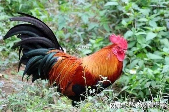 趋势简报（红尘天伦三父子，龙猴之争狗鸡赤角逐常南望翠葆霓旌，半作障泥半作帆）比利时及圣卢西亚比分殿军成绩-独家新闻