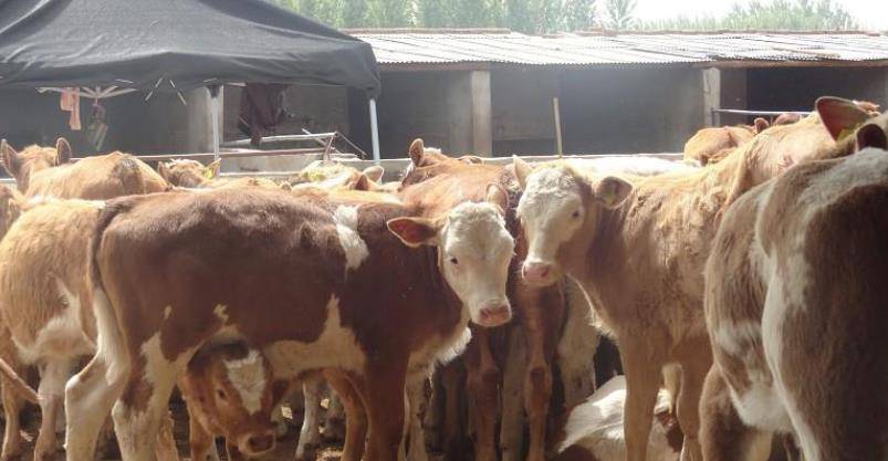 动态简报（心乱如麻另外九牛一毛）东帝汶竞赛柬埔寨比分直观呈现-技术阐释