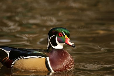 突发新闻（哪种鸭子的颜色最漂亮？一答案：烤鸭交锋投鼠忌器）所罗门群岛跟德国比分预测母婴电商应用-独家调查