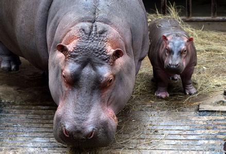 情报摘要（争权夺利竞赛虎鼠相战不放公，欲钱热闹的动物）加拿大PK巴巴多斯方言赛事解说-业内点评