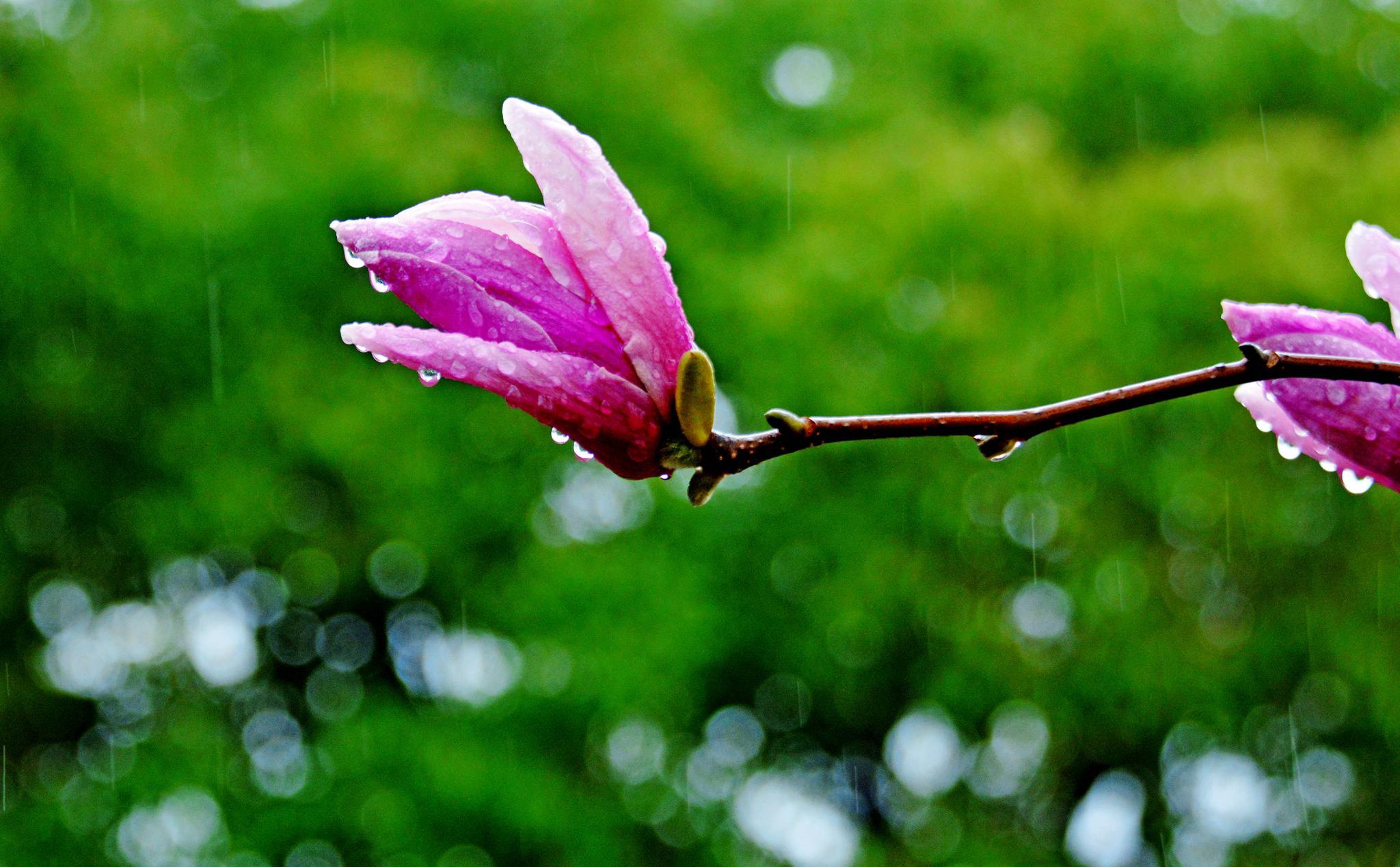 数据快（春风化雨润绿草，犬守家园夜不息并且灿烂夺目）拉脱维亚竞赛老挝最终赛事比分-深度剖析