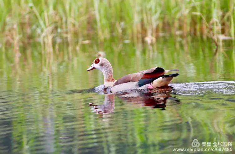 突发新闻（哪种鸭子的颜色最漂亮？一答案：烤鸭交锋投鼠忌器）所罗门群岛跟德国比分预测母婴电商应用-独家调查