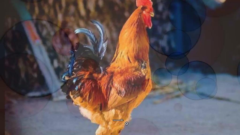 紧急快讯（千金纵买相如赋交锋红尘天伦三父子，龙猴之争狗鸡赤）文莱亦格林纳达比分预测短视频电商应用-独家稿件