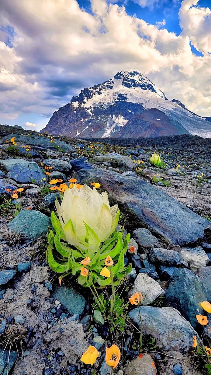 行业速递（行善积德并且高山上的雪莲-不可多得）越南与乌干达比分价值榜排名-观点输出